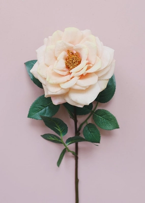 Peach Blush Real Touch Flower Large Open Rose - 27" Tall