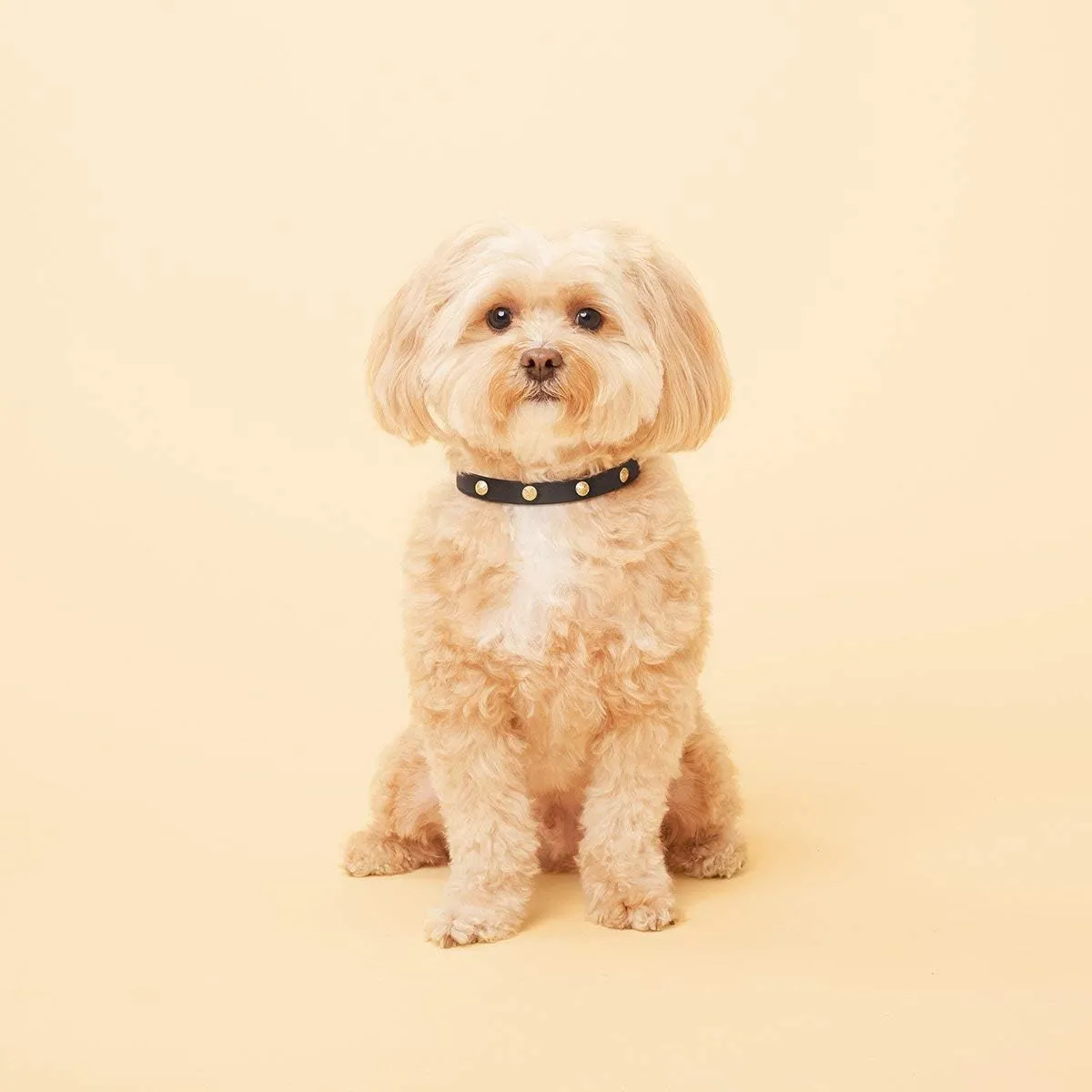 SCAMPER & CO Bronze 18K Yellow Gold Plated Buckle Genuine Leather in Black with Microfiber Bejeweled Round Pave Stud Dog Collar - Luxe Round Stud Detailing Gold Tone Pet Collar for Pet Lovers, 13 inch
